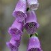 Foxglove 270609